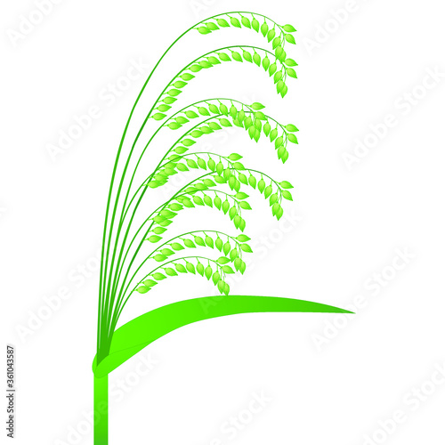 Green millet isolated on white background, design element.