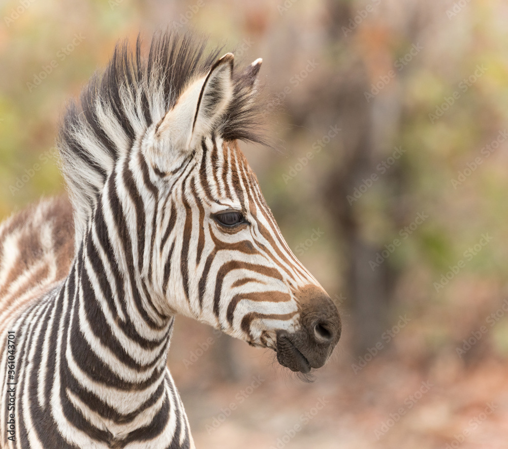 Portrait of a baby zebra in Kruger National Park South Africa Portrait of a baby zebra in Kruger National Park South Africa