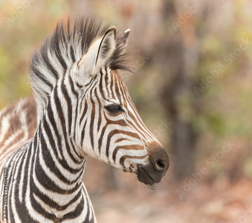 Portrait of a baby zebra in Kruger National Park South Africa