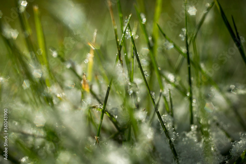 The grass under the snow. Macro