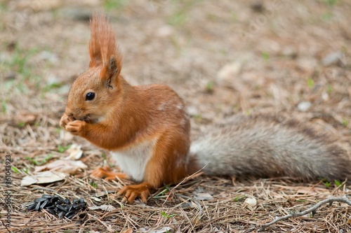 Squirrel on the ground. seeds © Максим Дьячук
