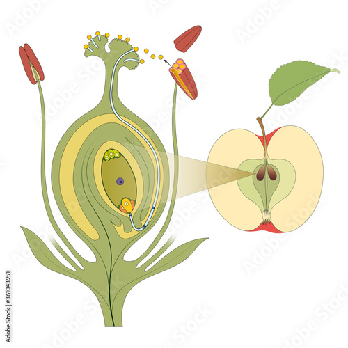 Canvastavla Plant fertilization. From flower to fruits