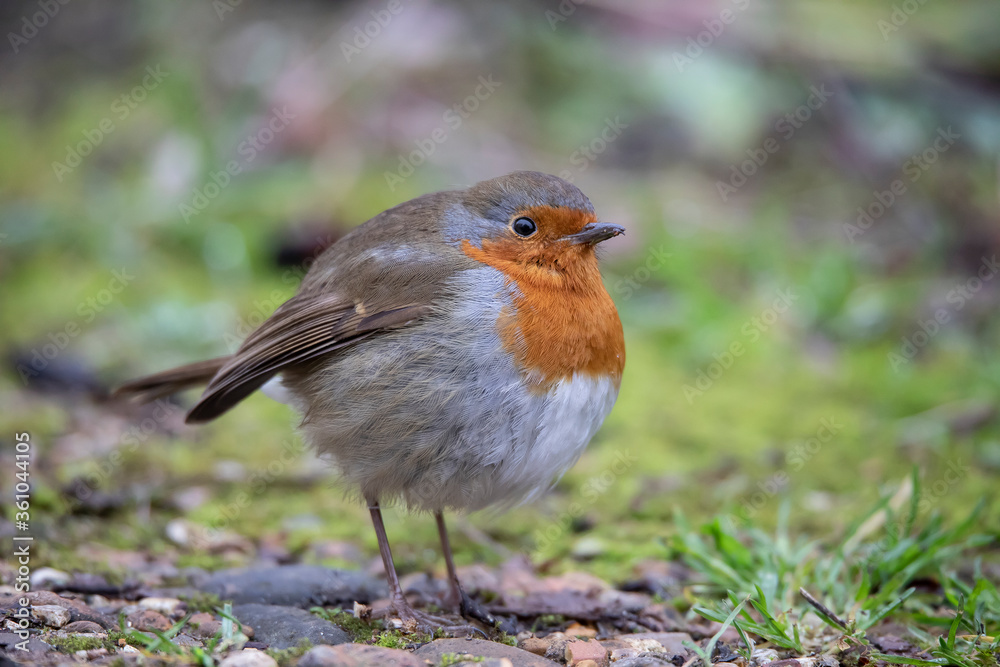 Robin Redbreast all fluffed up Robin Redbreast all fluffed up