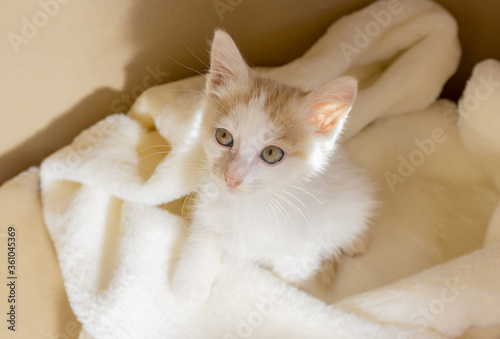 Small white kitten sitting in box on white fluffy mat. Cute little pet. Cat adoption, cat care concept.