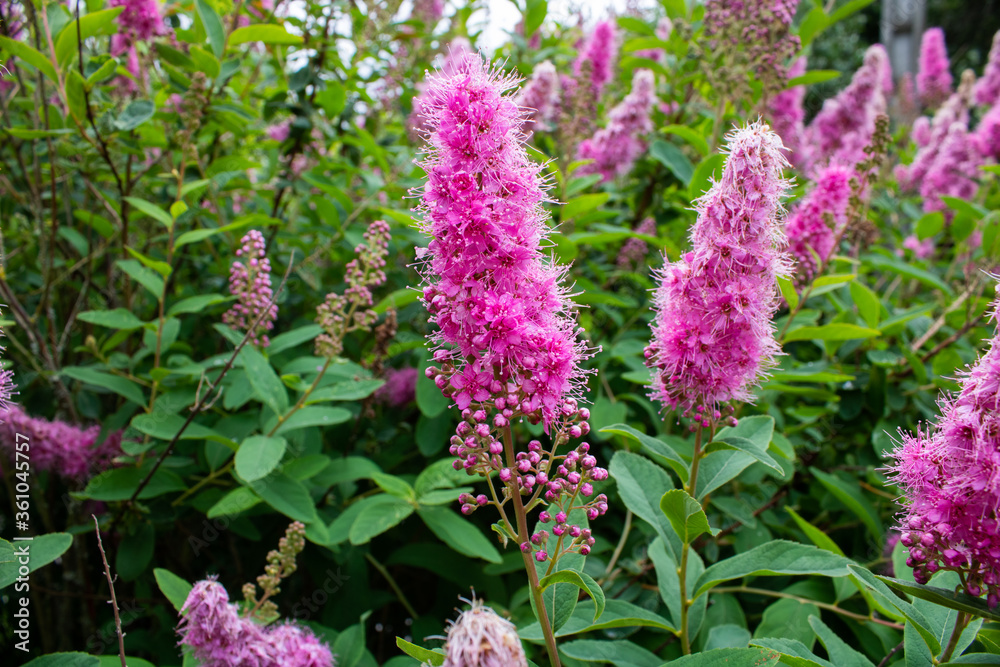 Obraz premium Pink Butterfly bush's flowers