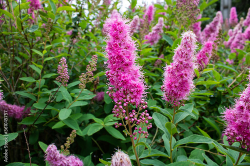 Pink Butterfly bush's flowers photo