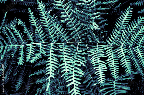 Wallpaper Mural Farn Artwork Torontodigital.ca