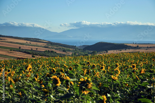 Bright yellow sunflower head in bloom. Blooming sunflower with large leaves