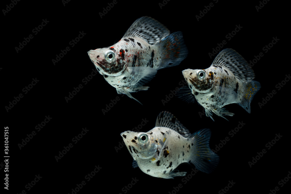 freshwater aquarium fish Balloon Molly (Poecilia velifera) on black  background Stock Photo