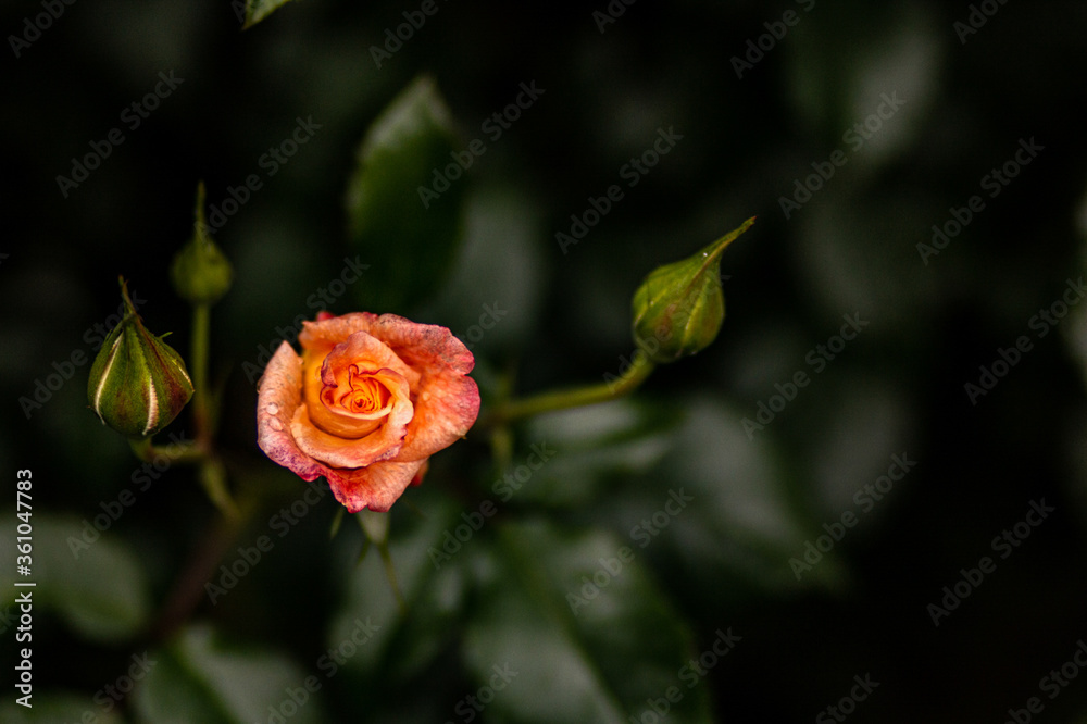 #flowers #leaves #waterdrops #nature #macro #flowers #leaves #waterdrops #nature #macro