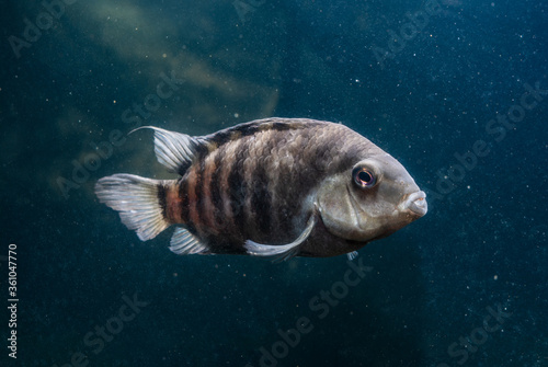 Fish with black stripes. Big beautiful fish underwater. Pets in the aquarium. Cichlid in its natural habitat. Cichlasoma nigrofasciatum. Amatitlania nigrofasciata. Archocentrus nigrofasciatus. photo