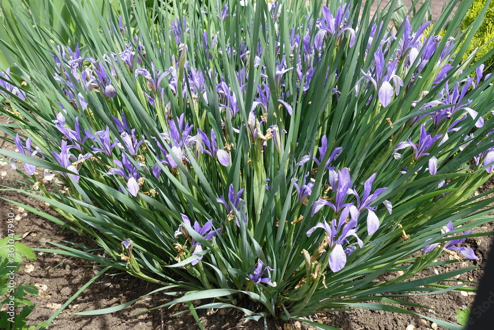 Obraz premium Lush violet flowers of Iris sibirica in mid May