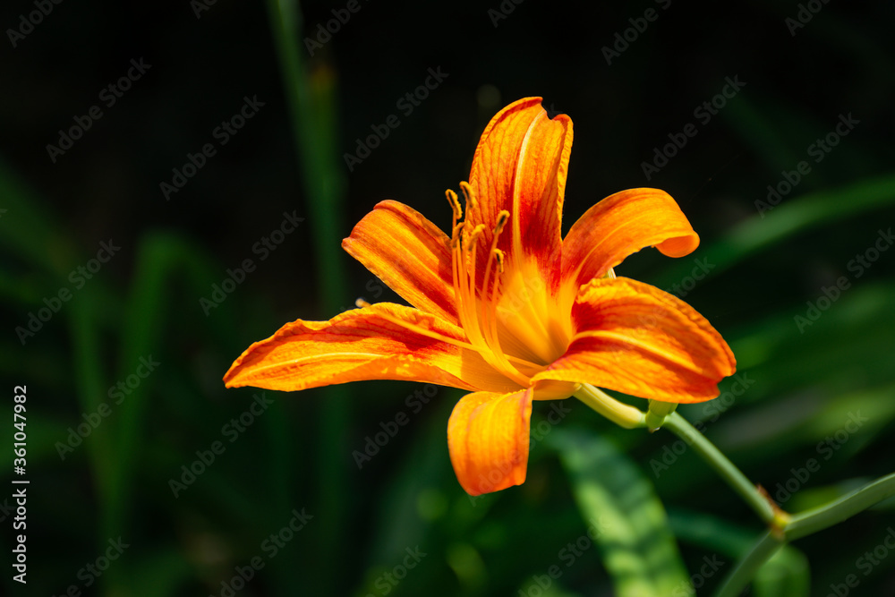 Hemerocallis fulva, Orange daylily close-up. Bright garden flower. Summer flowerbed with flowers. Orange daylily in selective focus. Macro photography of flowers in the garden. Hemerocallis fulva, Orange daylily close-up. Bright garden flower. Summer flowerbed with flowers. Orange daylily in selective focus. Macro photography of flowers in the garden.