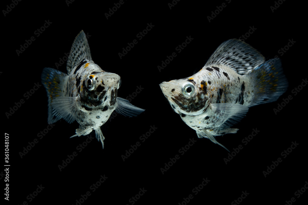 freshwater aquarium fish Balloon Molly (Poecilia velifera) on