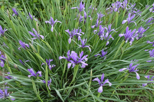 Pastel violet flowers in the leafage of Iris sibirica