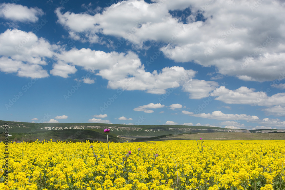 Rapeseed field on a bright Sunny day. Summer landscape with yellow flowers. Growing an agricultural product. Rapeseed oil. Mustard and canola are the differences.