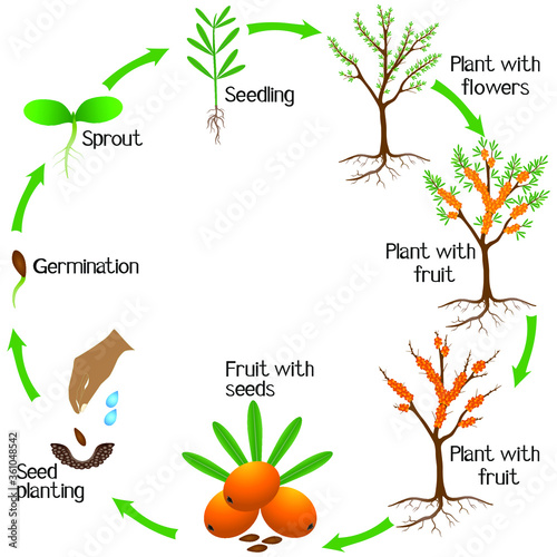 A growth cycle of a sea buckthorn plant on a white background.