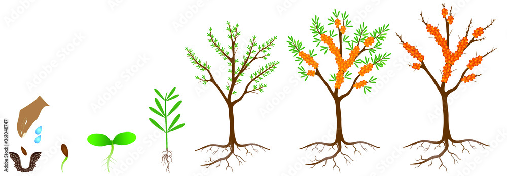 Plakat Cycle of growth of a sea buckthorn plant on a white background.