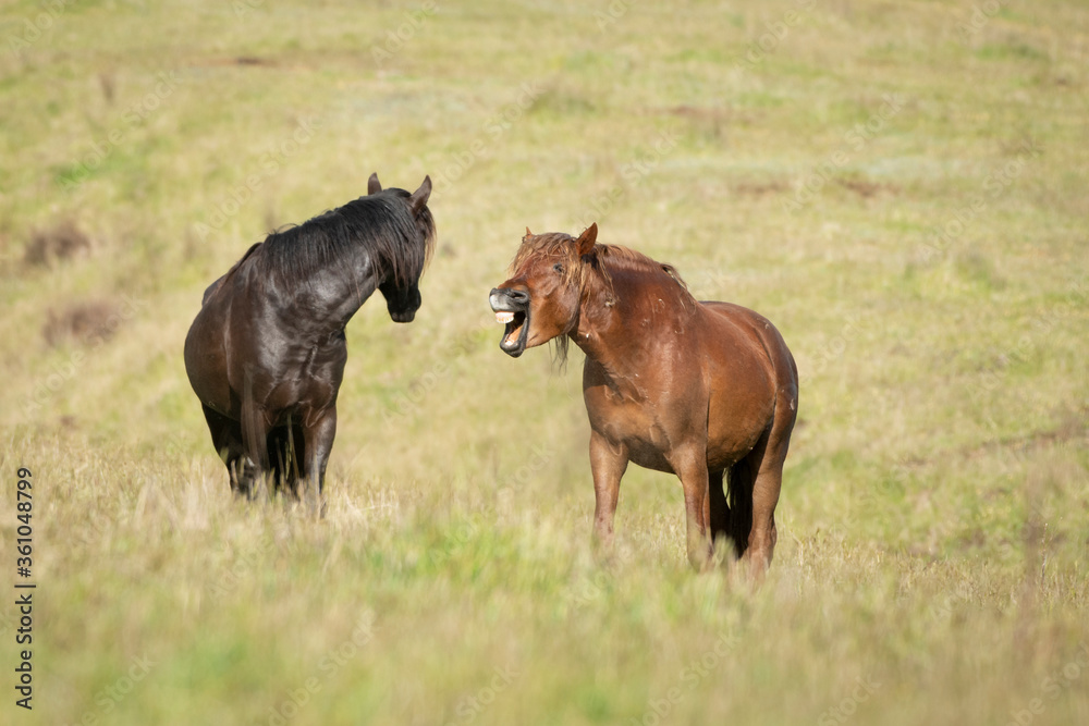 Wild Kaimanawa horses yawning showing the white teeth Wild Kaimanawa horses yawning showing the white teeth