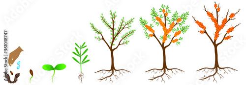 Cycle of growth of a sea buckthorn plant on a white background.