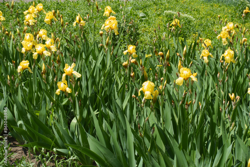 Multiple yellow flowers of bearded irises in May Multiple yellow flowers of bearded irises in May