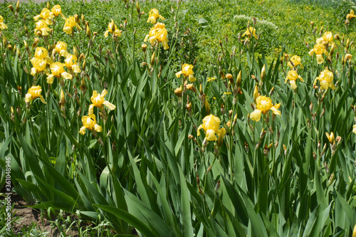 Multiple yellow flowers of bearded irises in May