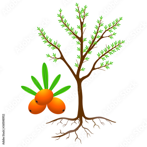 Flowering sea buckthorn plant with berries and roots.