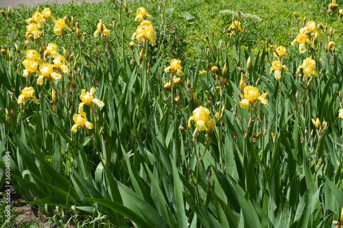 Numerous yellow flowers of bearded irises in May