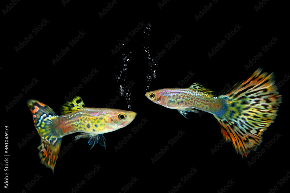 guppy fish isolated on white background guppy fish isolated on white background