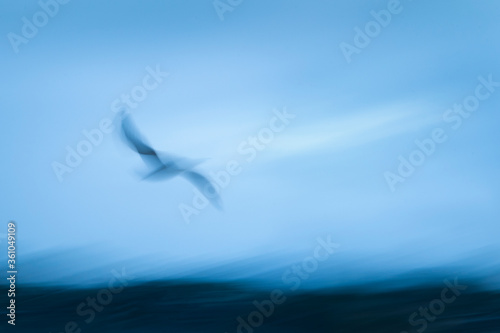 Abstract image of seagull flying towards the sea. Image captured using intentional camera movement technique for dreamy effect.