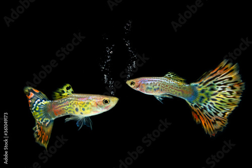 guppy fish isolated on white background © Danykur