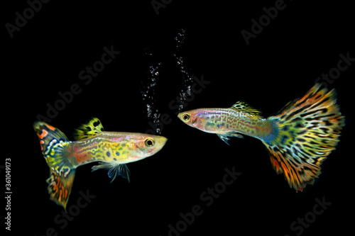 guppy fish isolated on white background photo