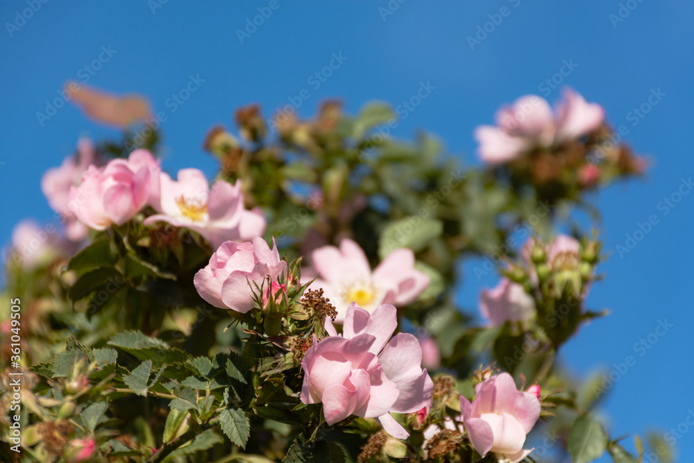 Obraz premium Rosehip flowers close-up against the blue sky. The wild rose Bush in the electoral focus. Delicate pink spring flowers in the sun. Space for text. The fragility and grace