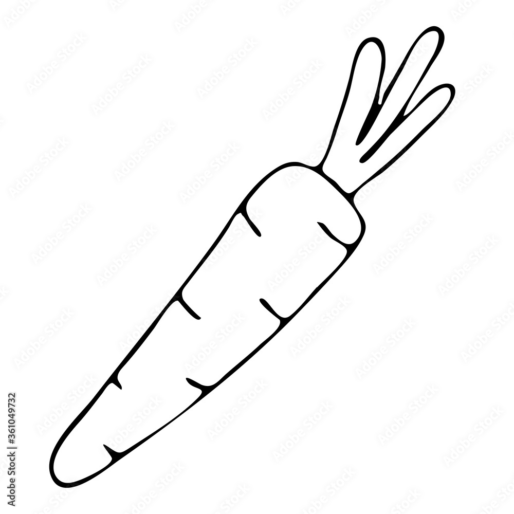autumn harvest from the garden - carrots, freehand drawing, vector element in doodle style, coloring book, black outline autumn harvest from the garden - carrots, freehand drawing, vector element in doodle style, coloring book, black outline