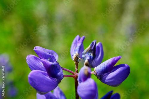 Fototapeta Naklejka Na Ścianę i Meble -  beautiful lilac wildflowers on a green background