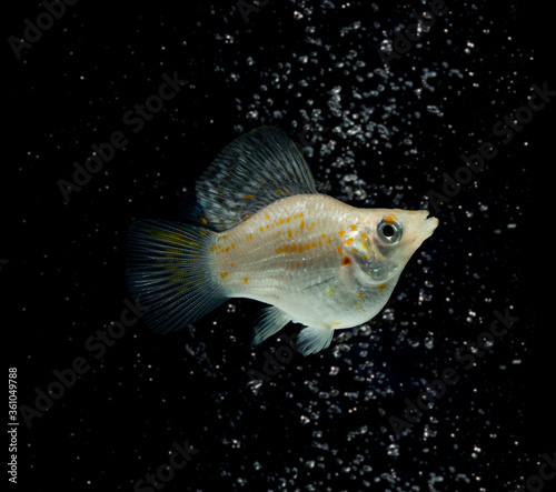freshwater aquarium fish Balloon Molly  Poecilia velifera  on black background