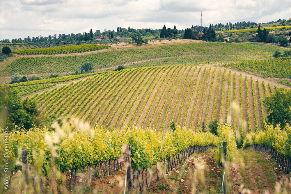 Vineyards in springtime, Tuscany, Italy. Chianti Region