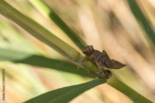 Dragonfly larva skin.