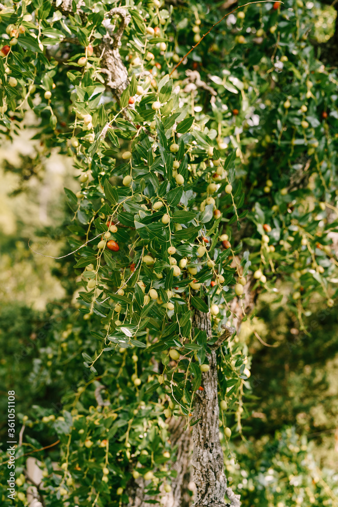 Close-up of tree branches with fruits Zizyphus.