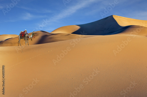 Well-groomed camel  stands atop the dunes