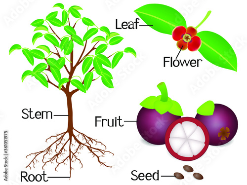 Parts of a mangosteen plant on a white background.