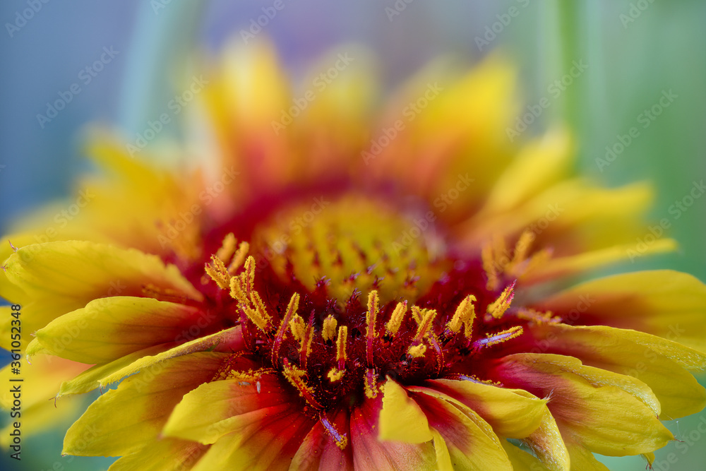 Gaillardia aristata, blanketflower,  a North American wildflower in the sunflower family