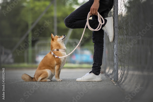 chien qui regarde sont  maitre
