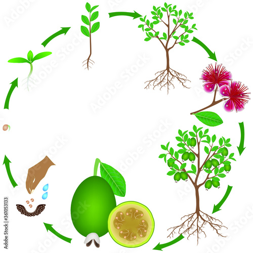 Life cycle of a feijoa plant on a white background.
