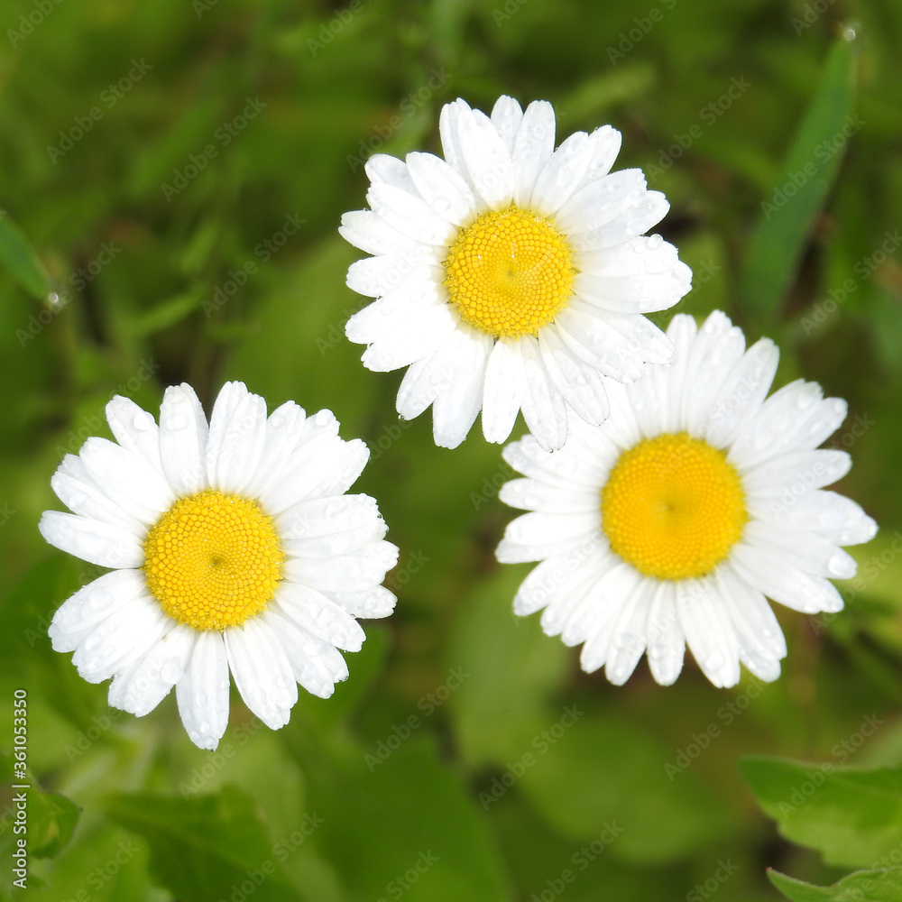Fototapeta premium meadow flowers close-up