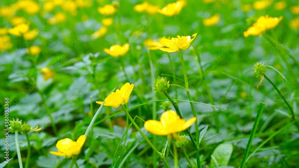 Fototapeta premium yellow flowers in the grass