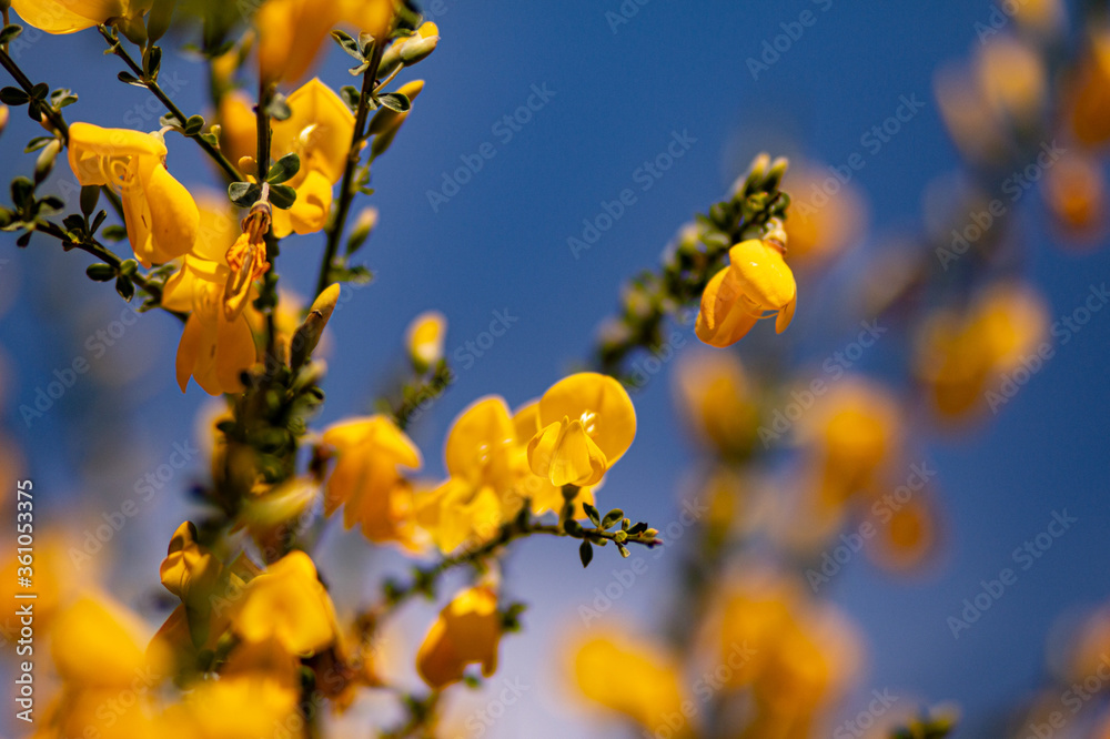 flowers and nature
macro photography
fields flowers and nature
macro photography
fields