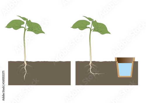 Hydrotropism is a plant's growth response in which the direction of growth is determined by a stimulus or gradient in water concentration photo