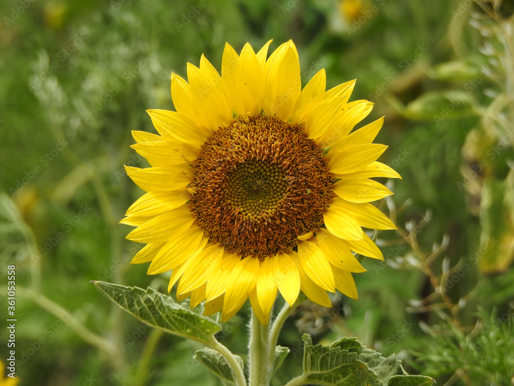 Fototapeta premium meadow flowers close-up