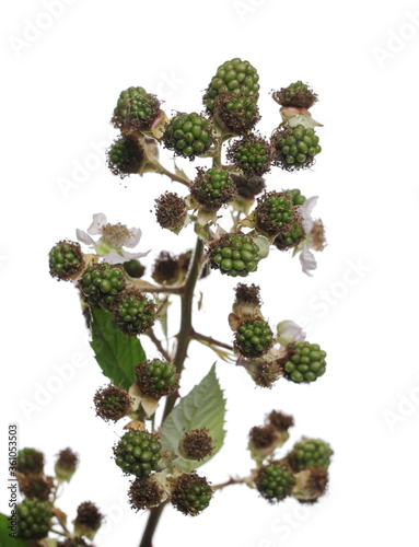 Young, unripe blackberry fruits on twig growing with leaves, isolated on white background, clipping path